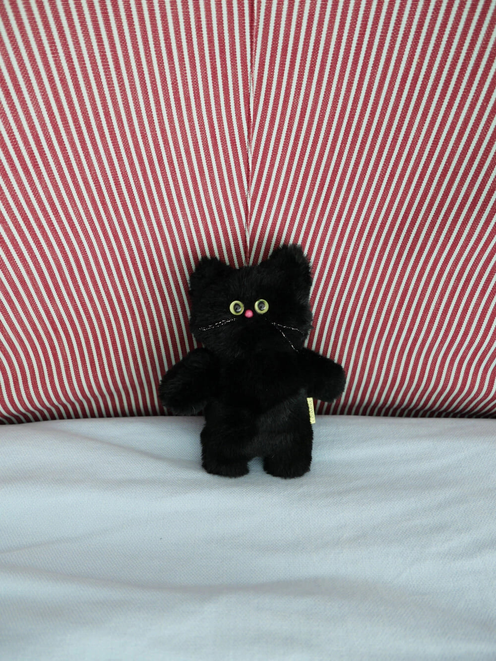 Custom Cat - Regular